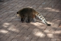 05_voliere_004