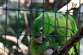 05_voliere_009