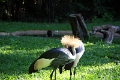 05_voliere_010