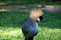05_voliere_011