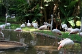 05_voliere_018