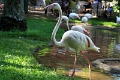 05_voliere_019