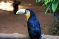 05_voliere_029