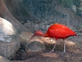 05_voliere_032