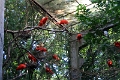 05_voliere_033