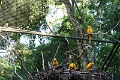 05_voliere_041