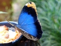 05_voliere_049