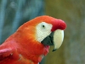 05_voliere_054