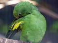05_voliere_055