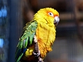 05_voliere_058