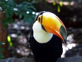 05_voliere_064