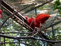 05_voliere_069