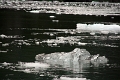 08_glacier_gaeibaldi_047