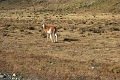 11_torres_del_paine_022
