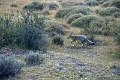 11_torres_del_paine_048
