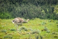 11_torres_del_paine_101