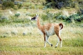 11_torres_del_paine_117