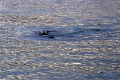 12_glacier_pi_xi_019