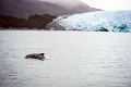 12_glacier_pi_xi_068
