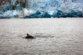 12_glacier_pi_xi_070