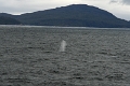 16_la_chasse_a_la_baleine_011