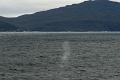 16_la_chasse_a_la_baleine_012