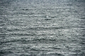 16_la_chasse_a_la_baleine_015