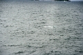 16_la_chasse_a_la_baleine_017