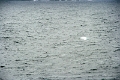 16_la_chasse_a_la_baleine_018