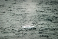16_la_chasse_a_la_baleine_021