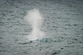 16_la_chasse_a_la_baleine_022