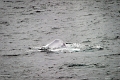 16_la_chasse_a_la_baleine_023