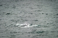 16_la_chasse_a_la_baleine_024