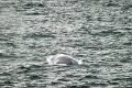 16_la_chasse_a_la_baleine_025