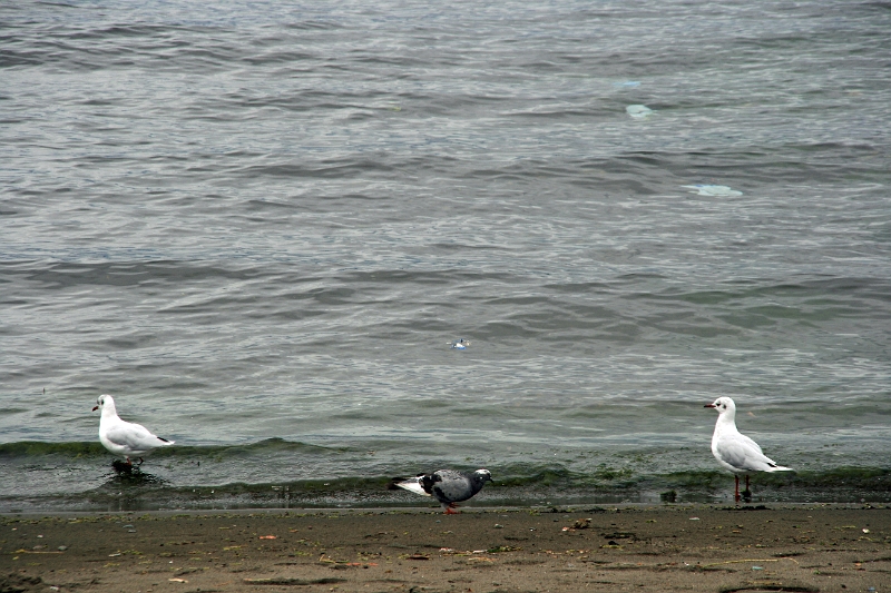 17_puerto_montt_097.jpg