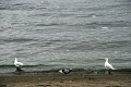 17_puerto_montt_097