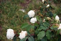 17_puerto_montt_098