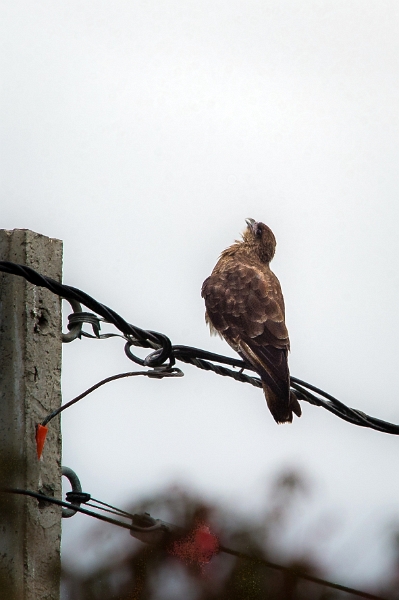 18_ile_chiloe_042.jpg