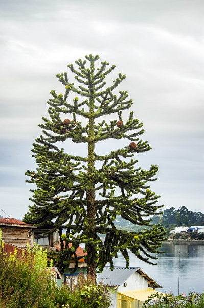18_ile_chiloe_045.jpg