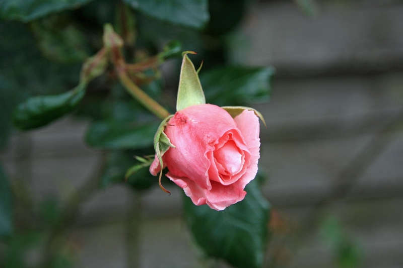 18_ile_chiloe_091.jpg