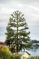 18_ile_chiloe_045