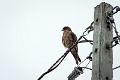 18_ile_chiloe_046