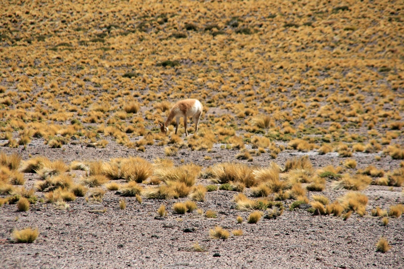 23_laguna_minique_099.jpg