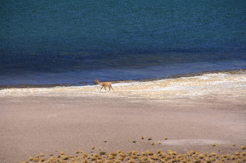 23_laguna_minique_104.jpg