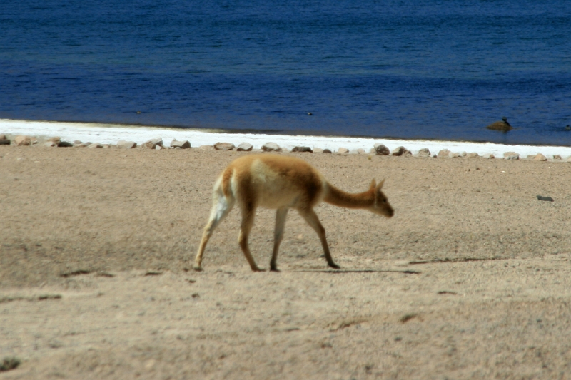 23_laguna_minique_110.jpg