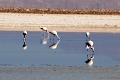 23_laguna_minique_006