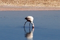 23_laguna_minique_011