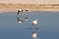 23_laguna_minique_012