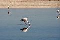 23_laguna_minique_018