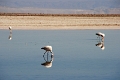 23_laguna_minique_020